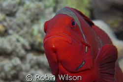 Spine-cheek Anemonefish by Robin Wilson 